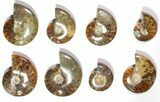 Lot: Polished Whole Ammonite Fossils - Pieces #116584-1